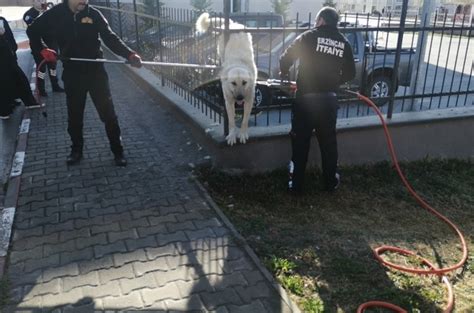 E­r­z­i­n­c­a­n­­d­a­ ­d­e­m­i­r­ ­p­a­r­m­a­k­l­ı­k­l­a­r­a­ ­s­ı­k­ı­ş­a­n­ ­k­ö­p­e­k­ ­k­u­r­t­a­r­ı­l­d­ı­
